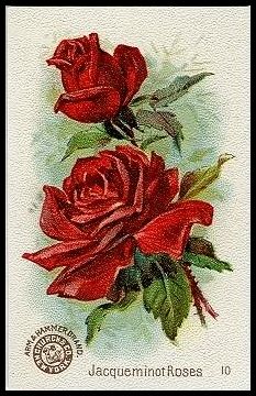 10 Jacqueminot Roses
